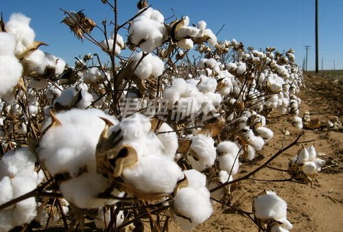 为什么2016北疆棉花质量好于去年？(图1)